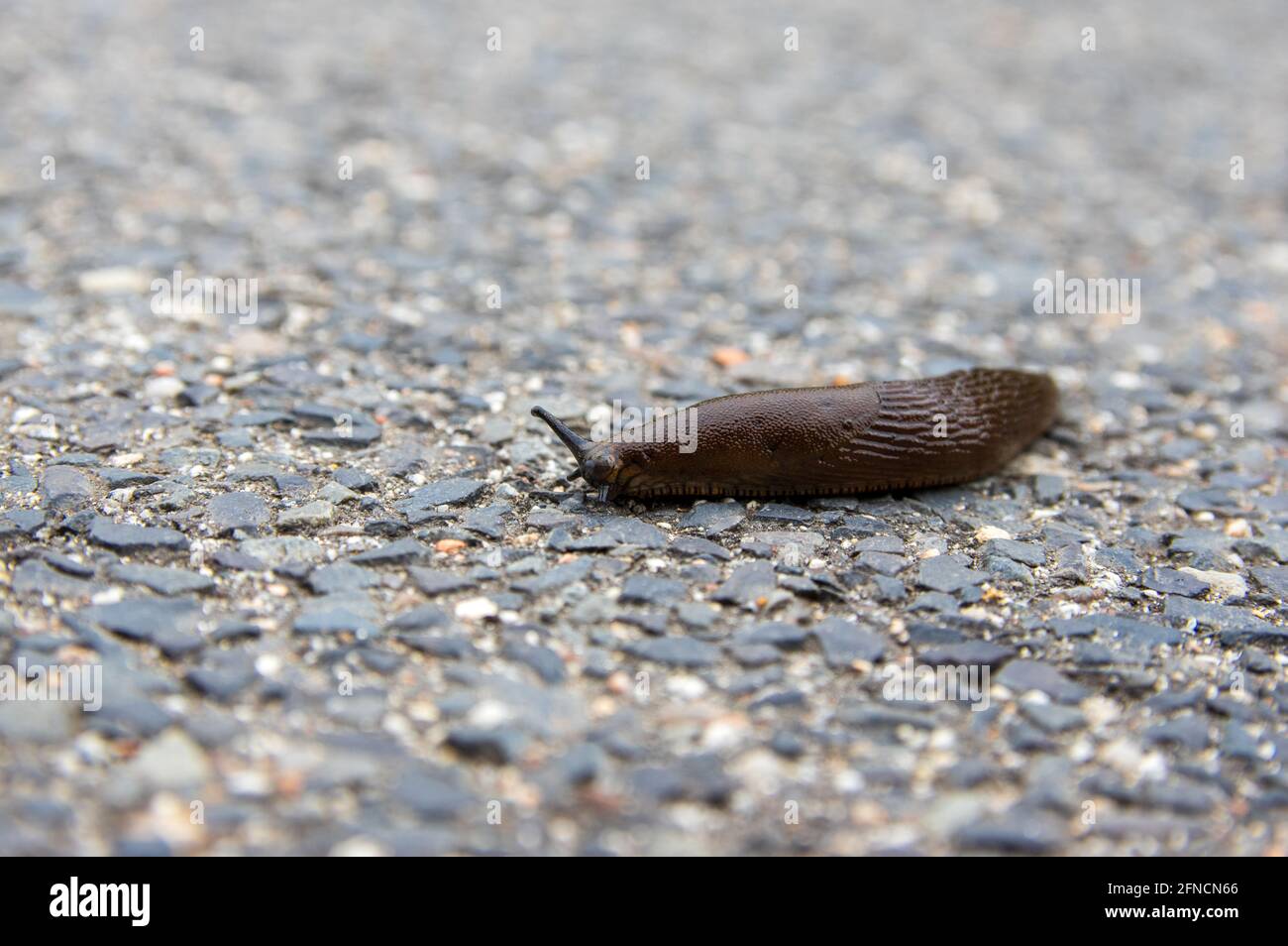 Spanish Slug (Arion vulgaris) on tarmac road. Selective Focus with shallow depth of field Stock Photo
