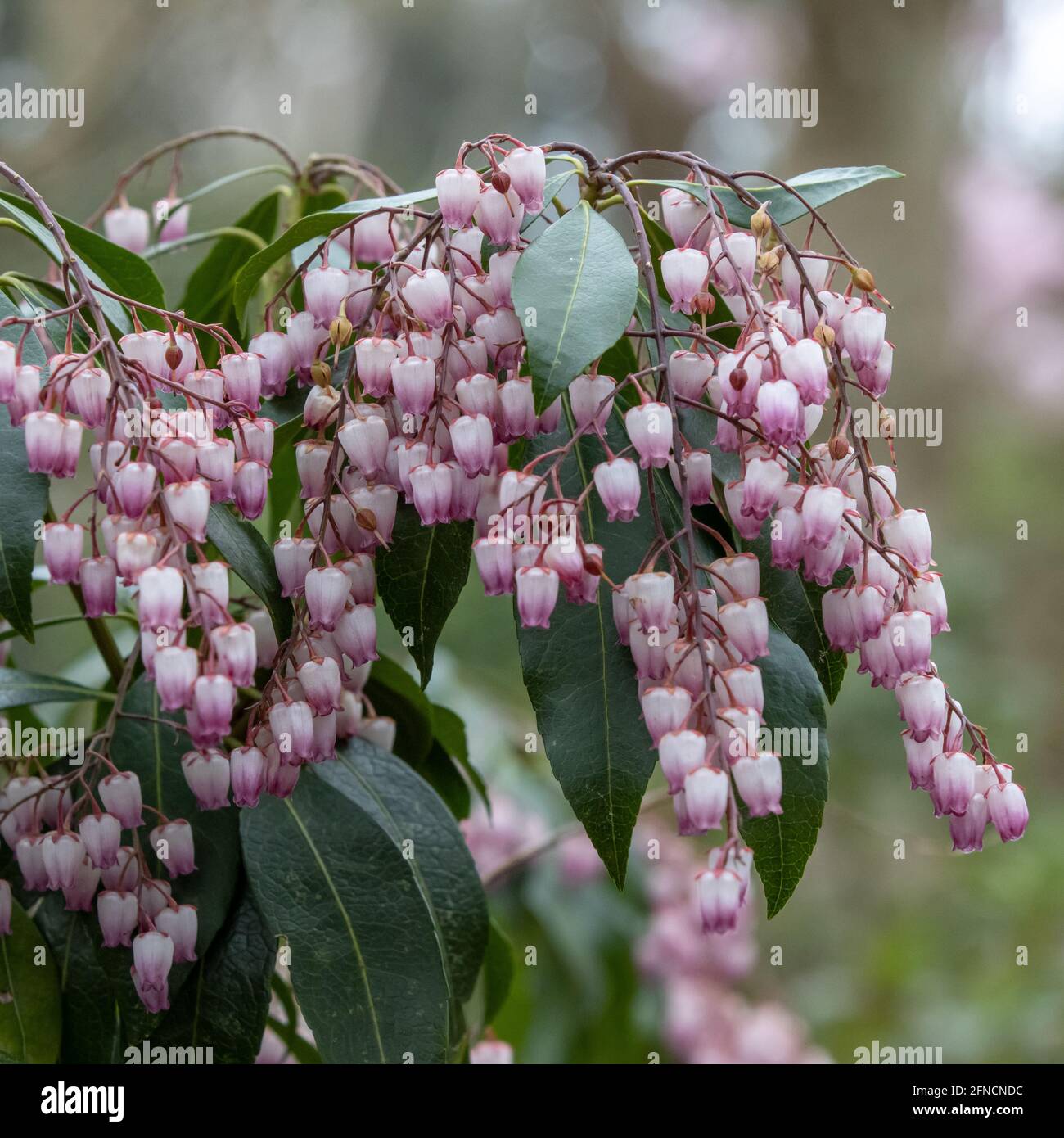 Close up of pink and white bell shaped Pieris Katsura flowers in spring Stock Photo