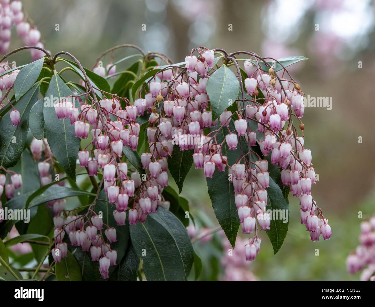 Cluster of pink and white bell shaped Pieris Katsura flowers in spring Stock Photo