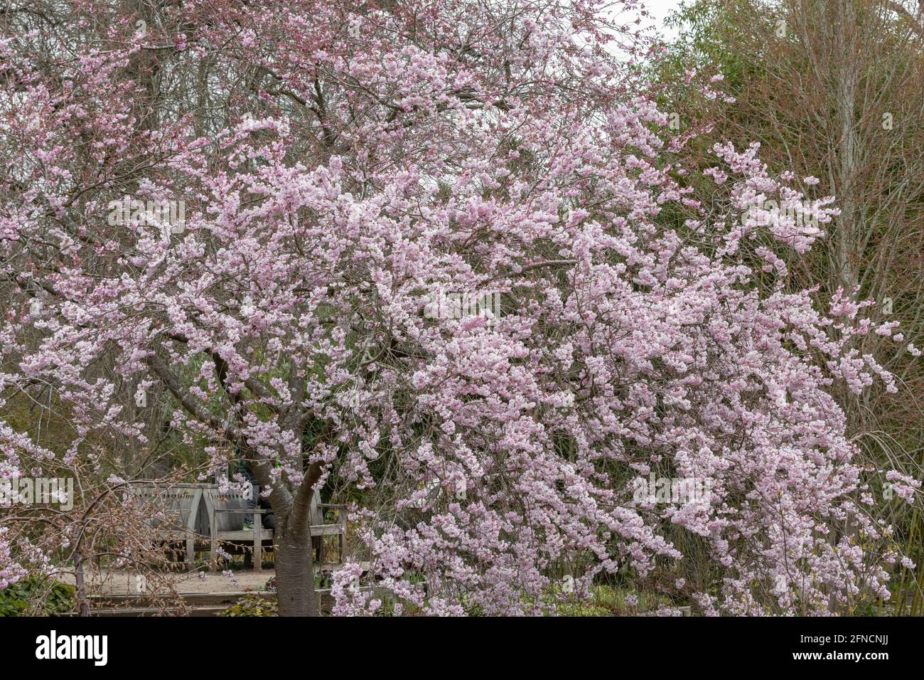 Large weeping tree mass of Prunus Accolade flowers in spring Stock Photo