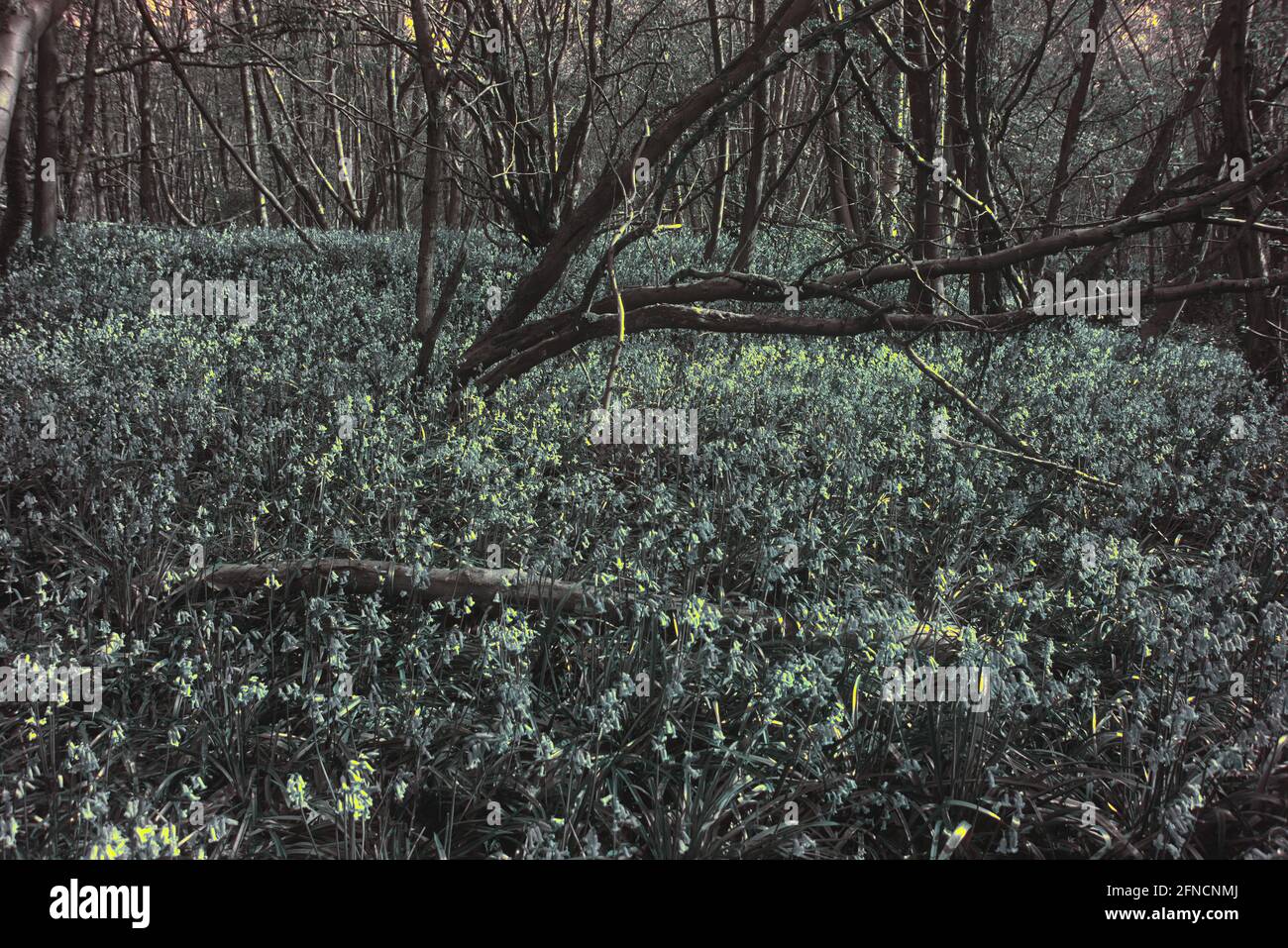 Hyacinthoides non-scripta common bluebell woodland floor in spring visualised in ultraviolet wavelength only and substituted colours Stock Photo