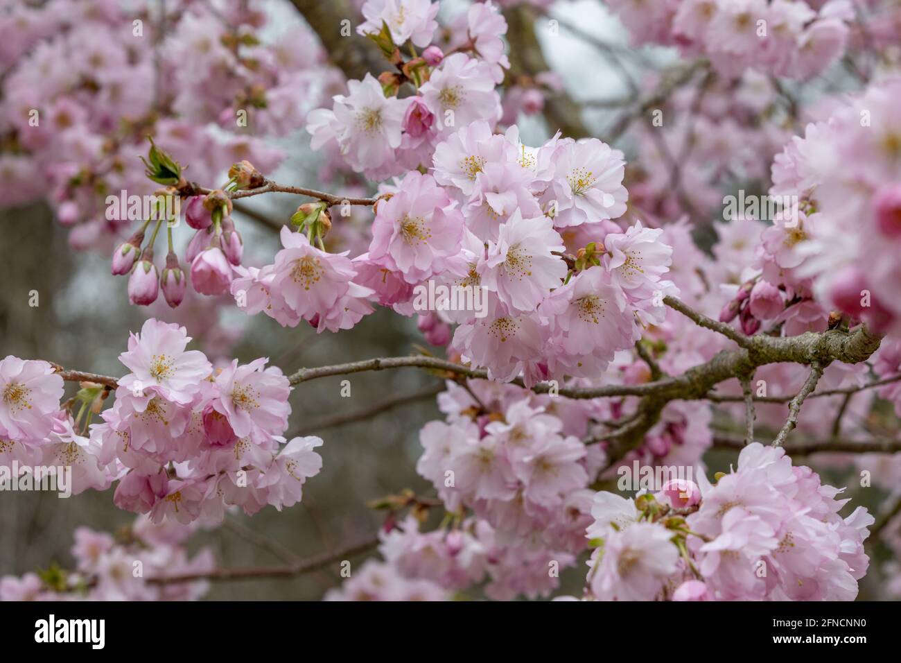 Close up of soft pink Prunus Accolade flowers in spring Stock Photo