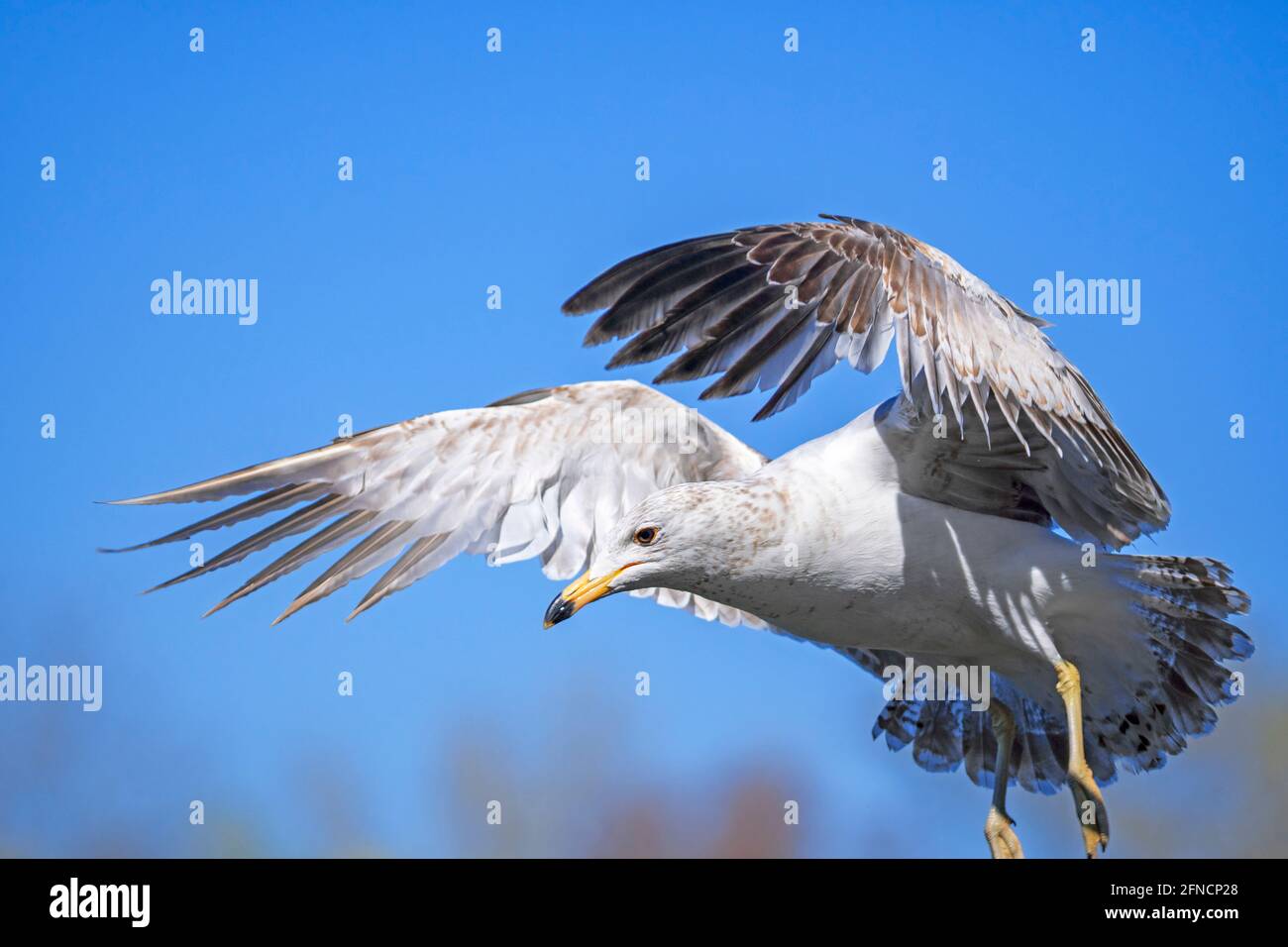 California Gull bird in flight, (Larus californicus) Stock Photo