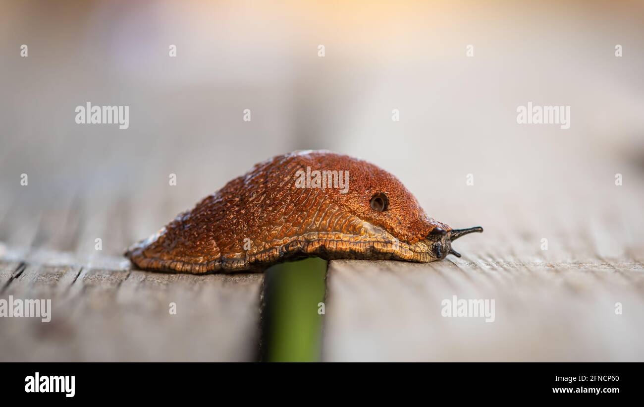 Red Snail crawls on wooden boards to vegetable garden. Annoying pest and crop eater. Also known as Spanish slug or Arion vulgaris. Stock Photo