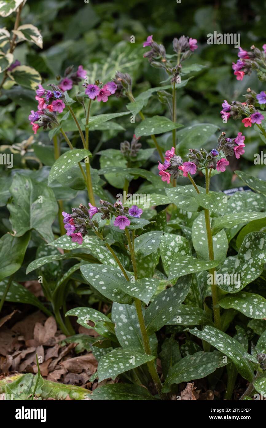 Close up of Pulmonaria rubra Bowles Red in flower in spring Stock Photo