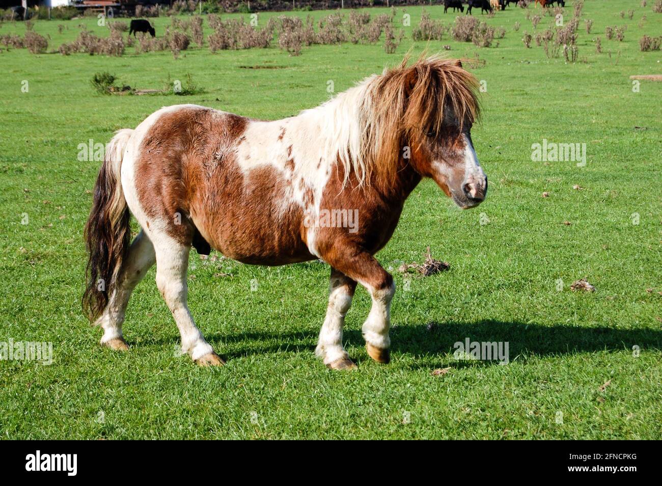 Pony in a field in Northamptonshire England run trot trotting fast ...