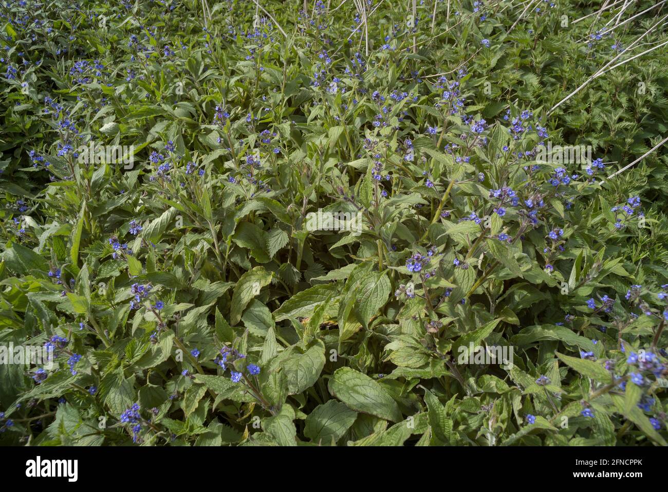 The bristly perennial plant Green Pentaglottis sempervirens