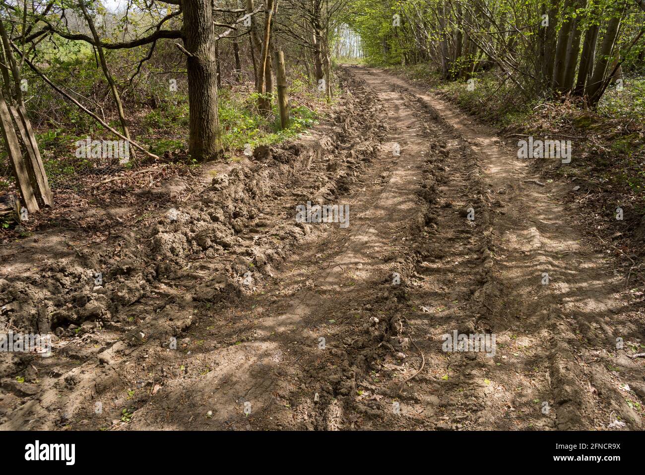 Extremely deep tire tracks furrows set rock hard like concrete in clay chalky bridle road through woodland caused by off-road driving Stock Photo
