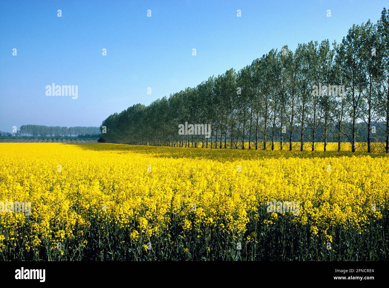 Fields of Oil-seed Rape divided by a line of poplars, Nr East Hendred, Oxfordshire, UK Stock Photo