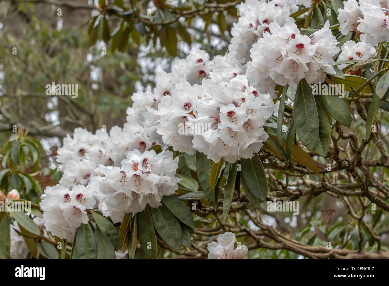 Mass of creamy white Rhododendron arboreum calophytum flowers in spring Stock Photo