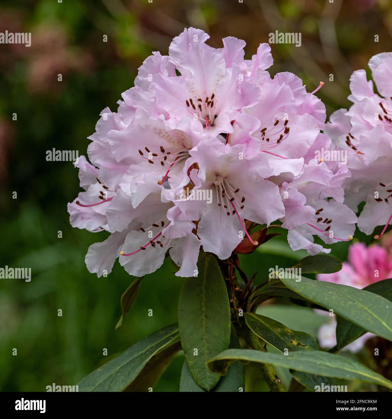 Close up of pale pink Rhododendron Christmas Cheer flower in spring Stock Photo