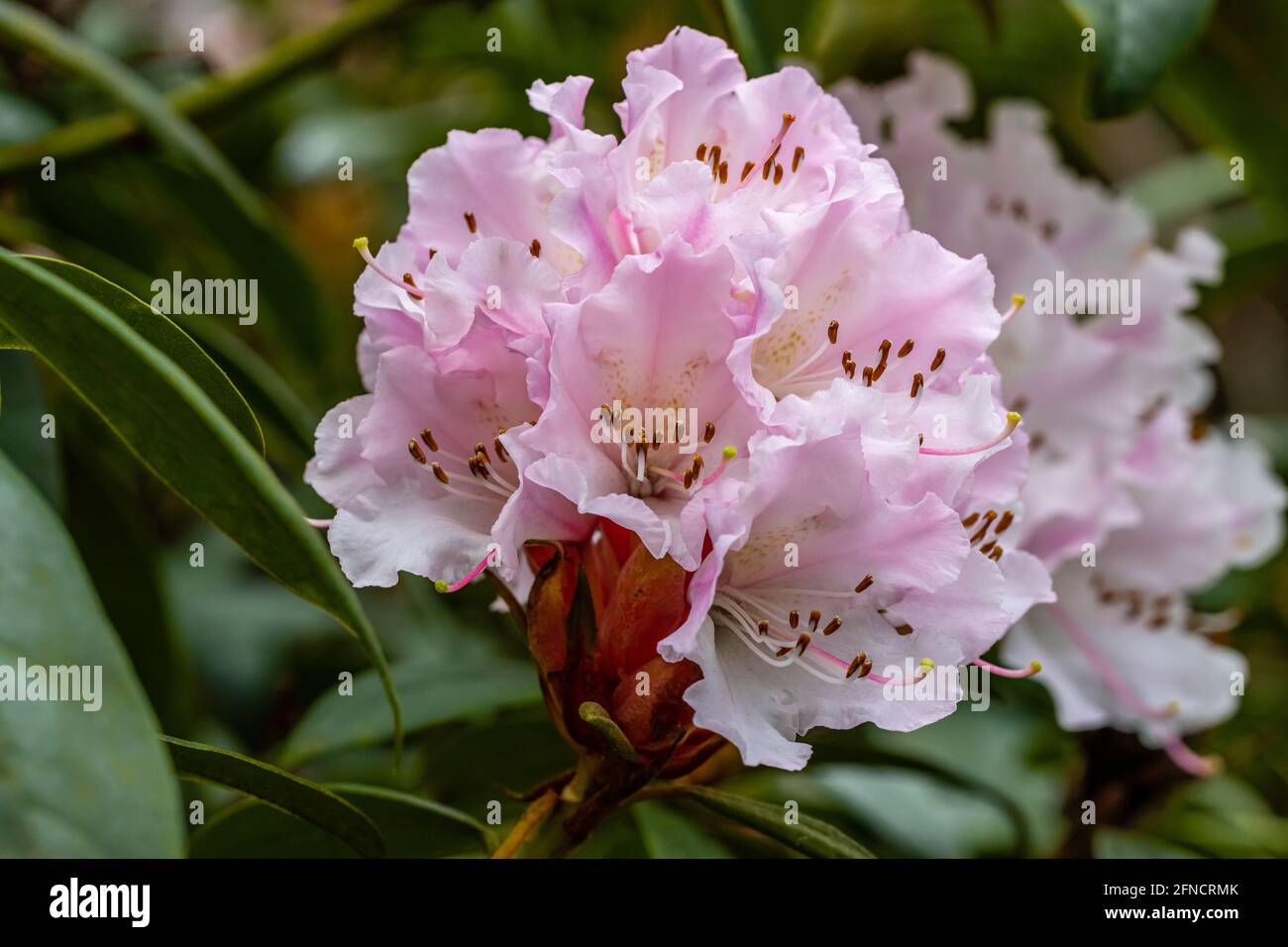 Single pale pink Rhododendron Christmas Cheer flower in spring Stock Photo