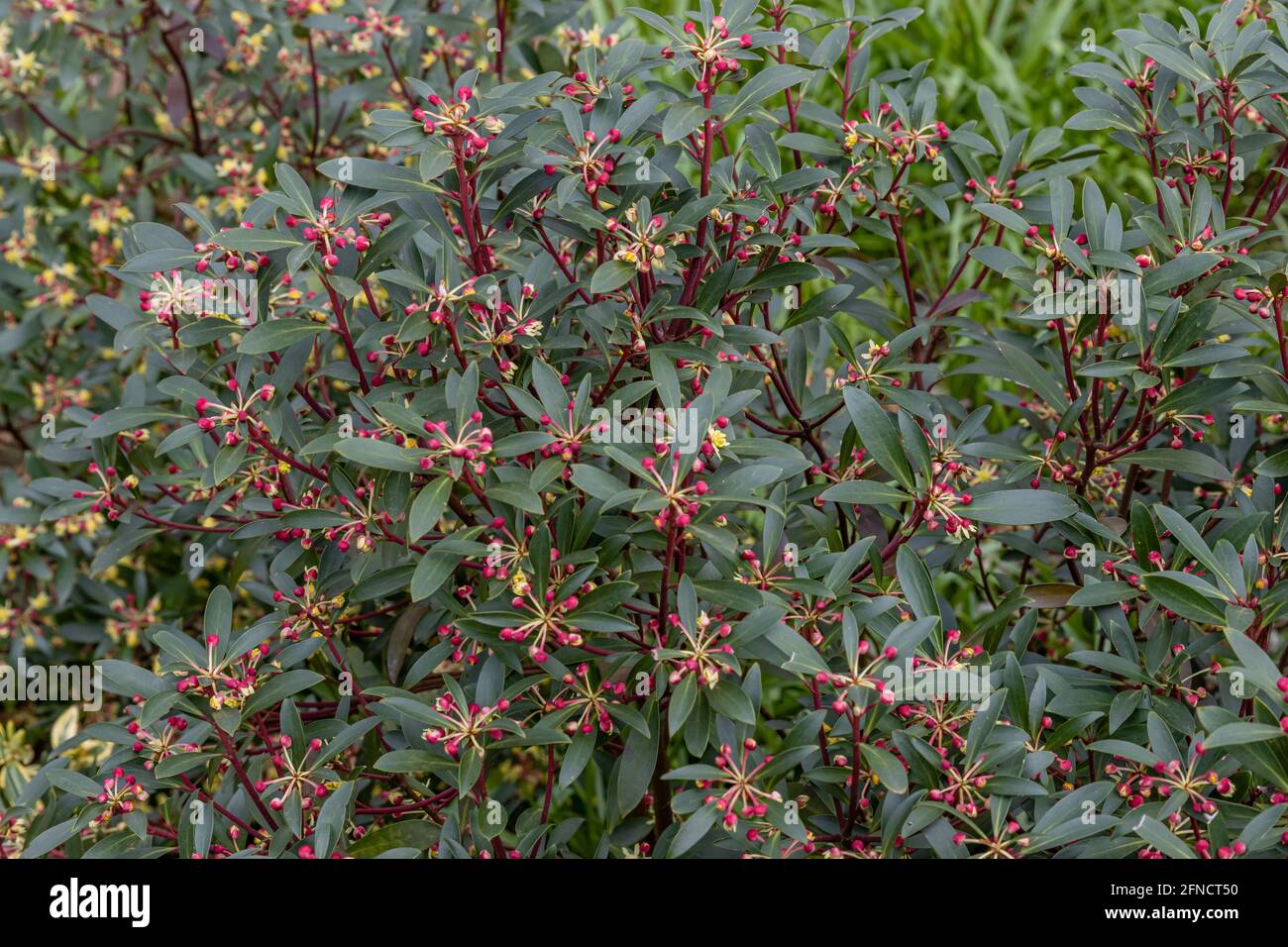 Tasmannia lanceolata Red Spice shrub in flower in spring Stock Photo