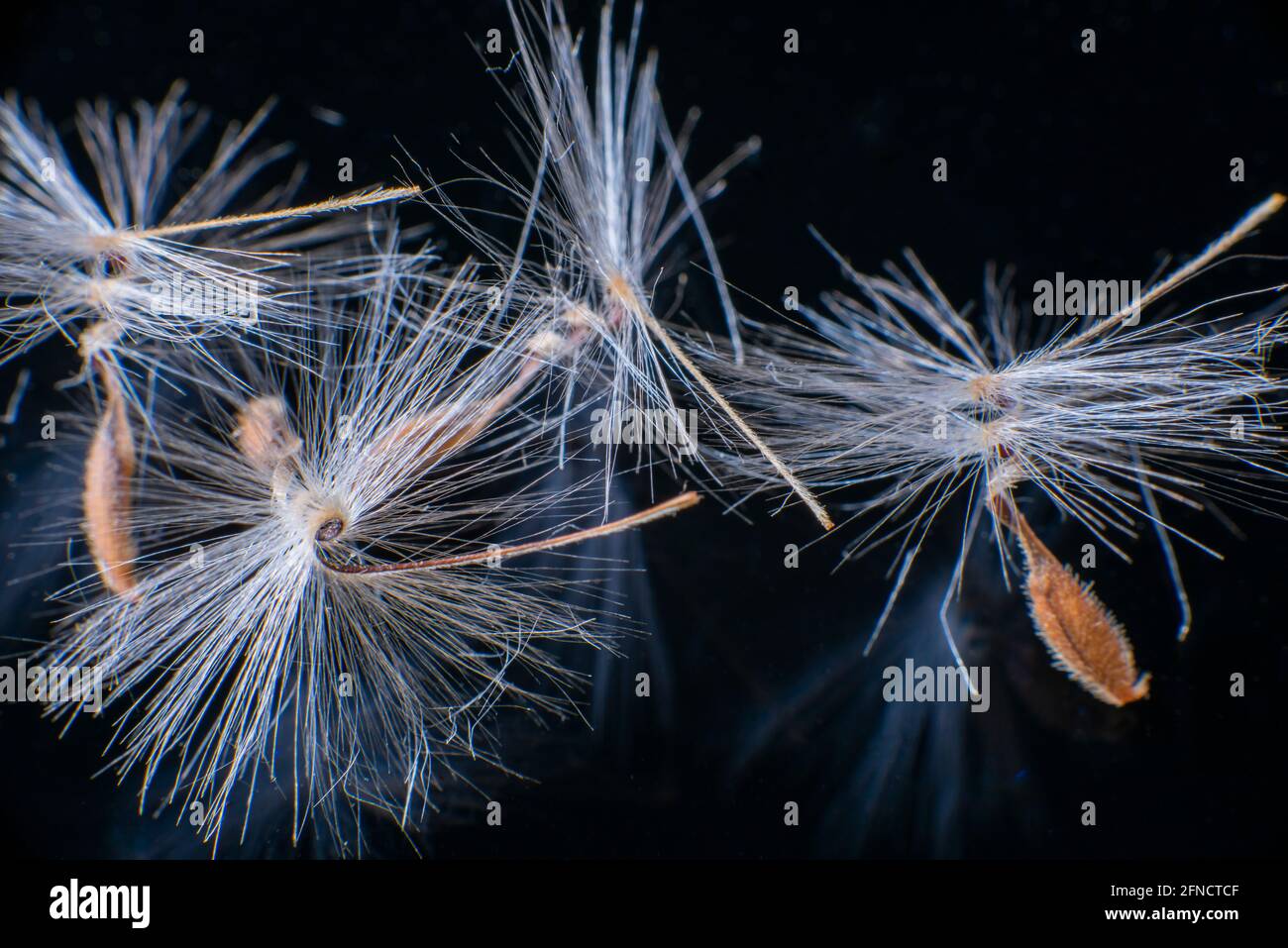 Brightly lit Pelargonium seeds, with fluffy hairs and a spiral body, are  reflected in black perspex. Geranium seeds that look like ballerina ballet  dancers. Motes of dust shine in the background like