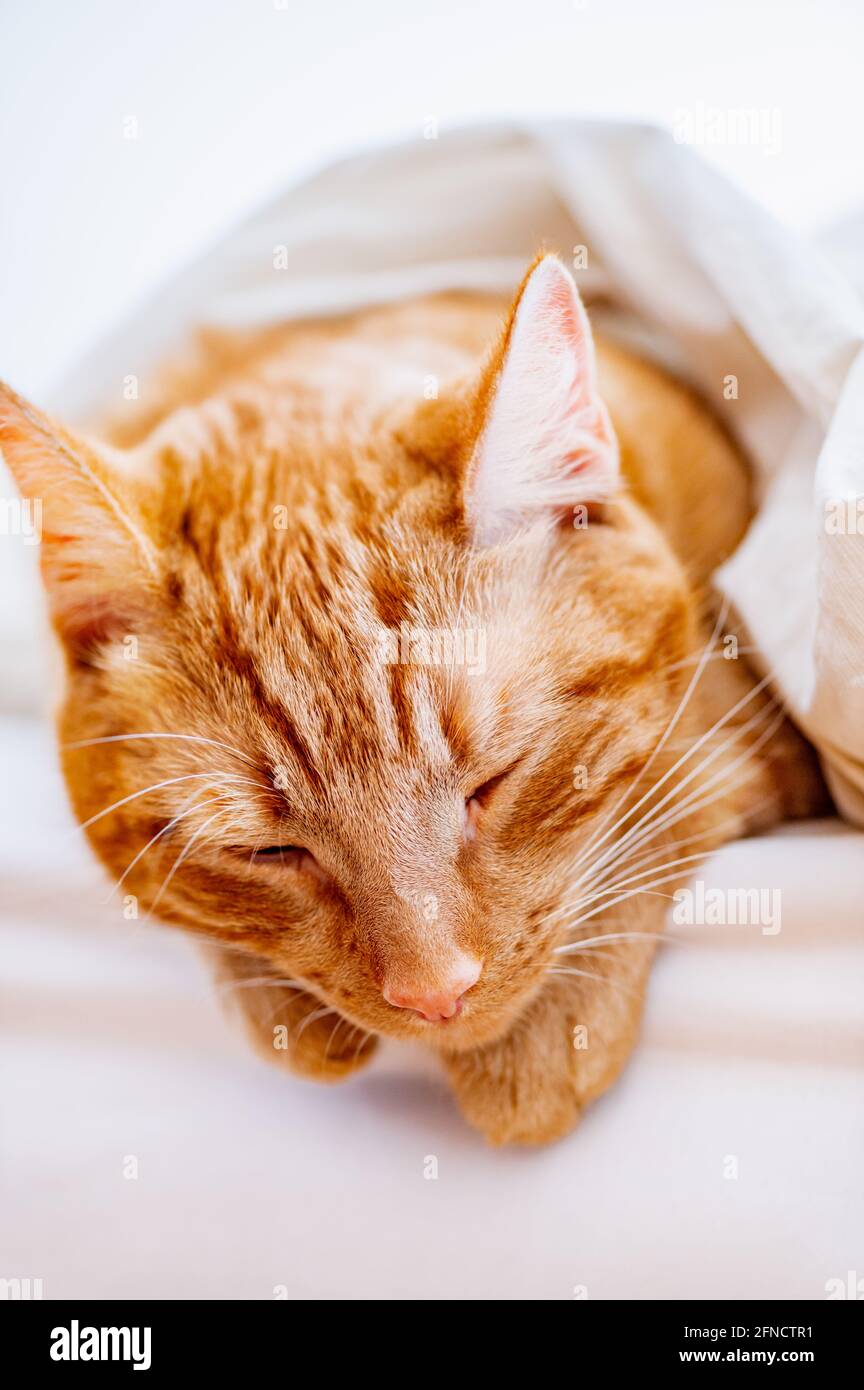 Cute ginger cat sleeps on the bed Stock Photo - Alamy