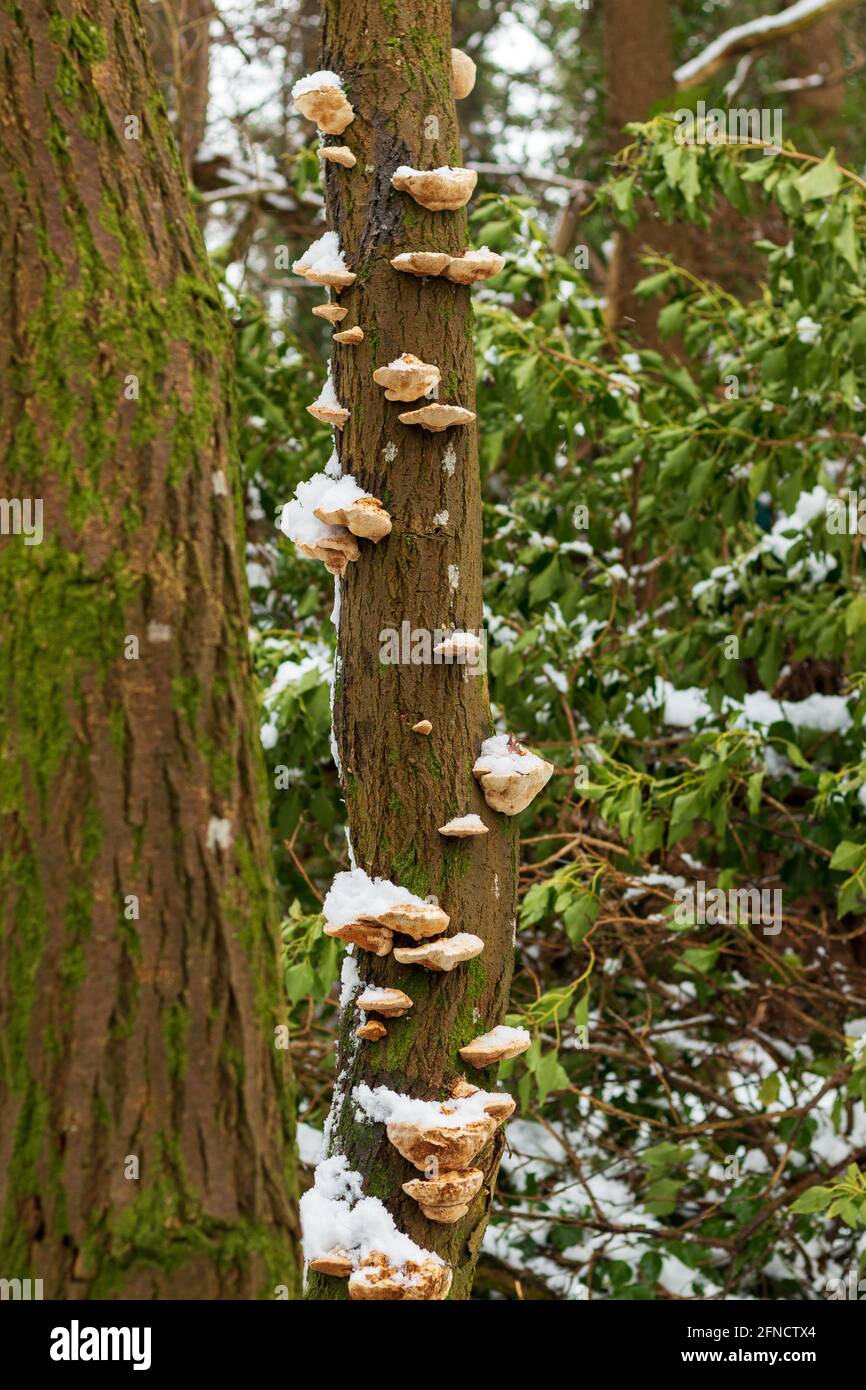 Cerioporus squamosus aka Polyporus squamosus is a bracket fungus and known as Dryad's sadlle or pheasant's back - Displayed on a snow covered tree UK Stock Photo