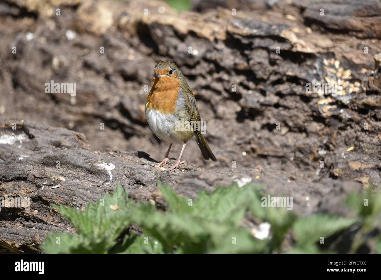 European Robin (Erithacus rubecula) Facing Camera with Decaying Tree Log Background in April in the UK Stock Photo