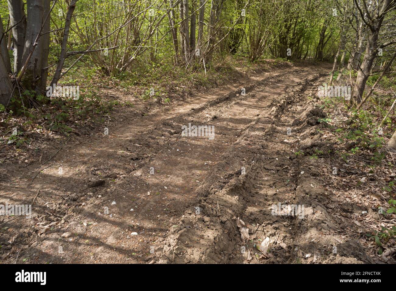 Extremely deep tire tracks furrows set rock hard like concrete in clay chalky bridle road through woodland caused by off-road driving Stock Photo