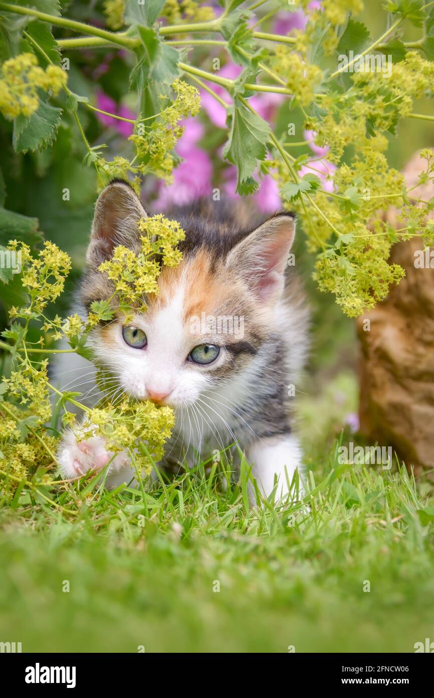Cute baby cat kitten, white with tortoiseshell patches, playing with flowers of Alchemilla in a colorful flowering garden Stock Photo