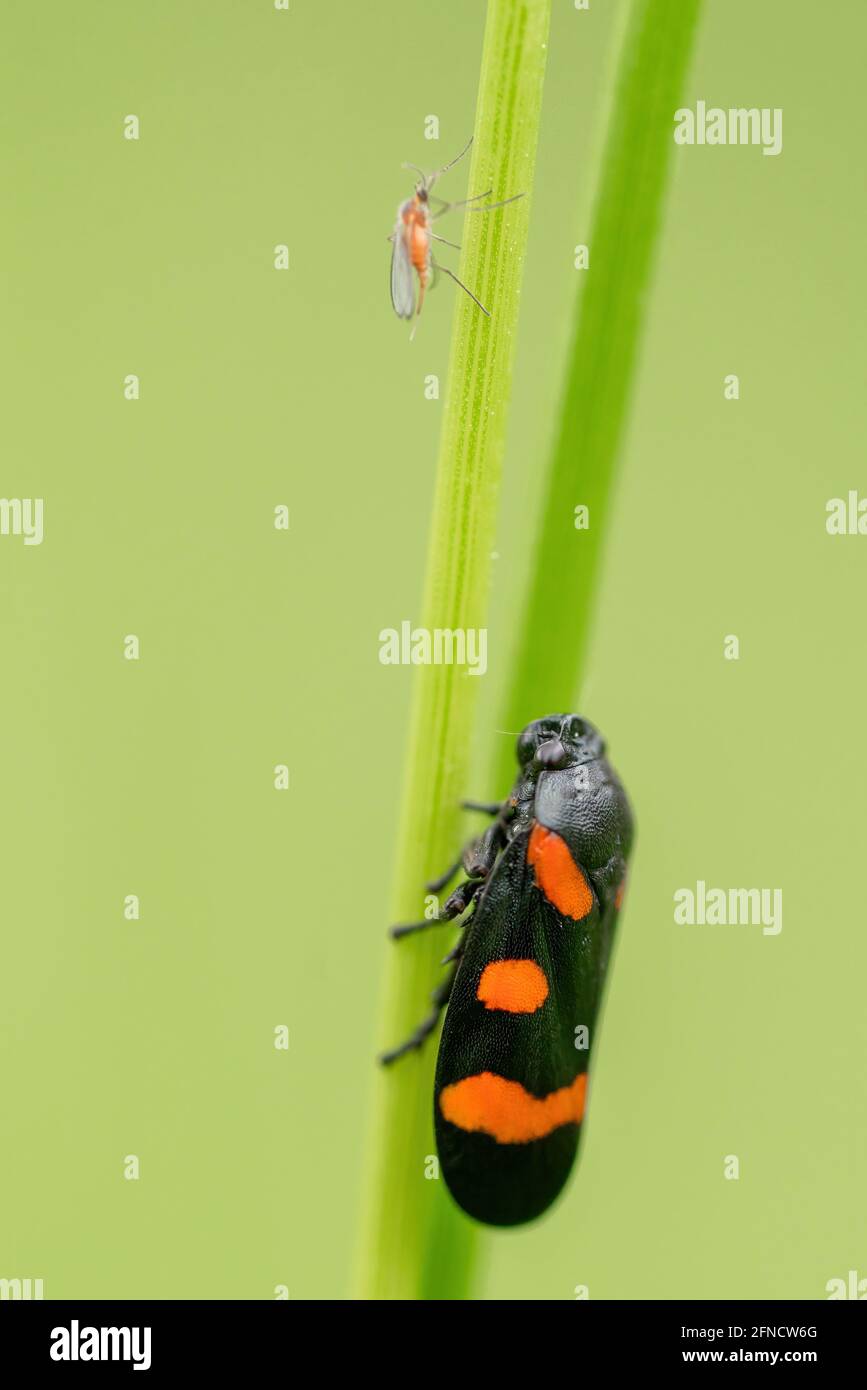 Macro shot of Froghopper (Cercopidae species) and mosquito perched on strand of grass. Isolated on light green background. Shallow depth of field Stock Photo