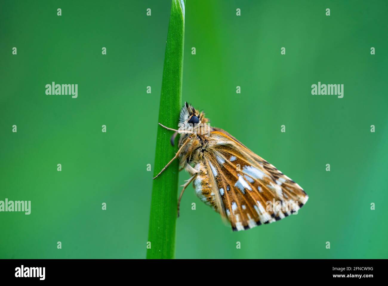 Macro shot of sleeping butterfly with spotted orange and white wings perched on strand of grass. Isolated on green background. Shallow depth of field Stock Photo