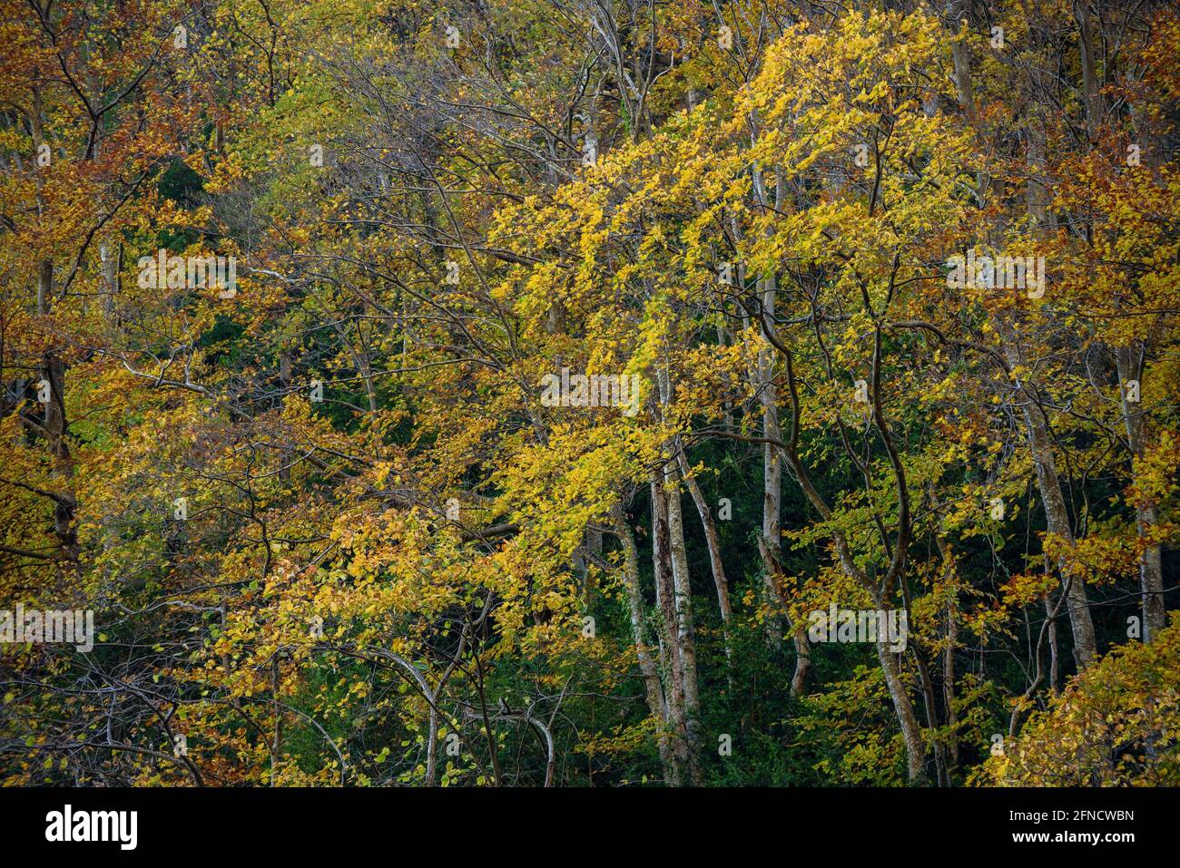 árbol del bosque de otoño hi-res stock photography and images - Alamy