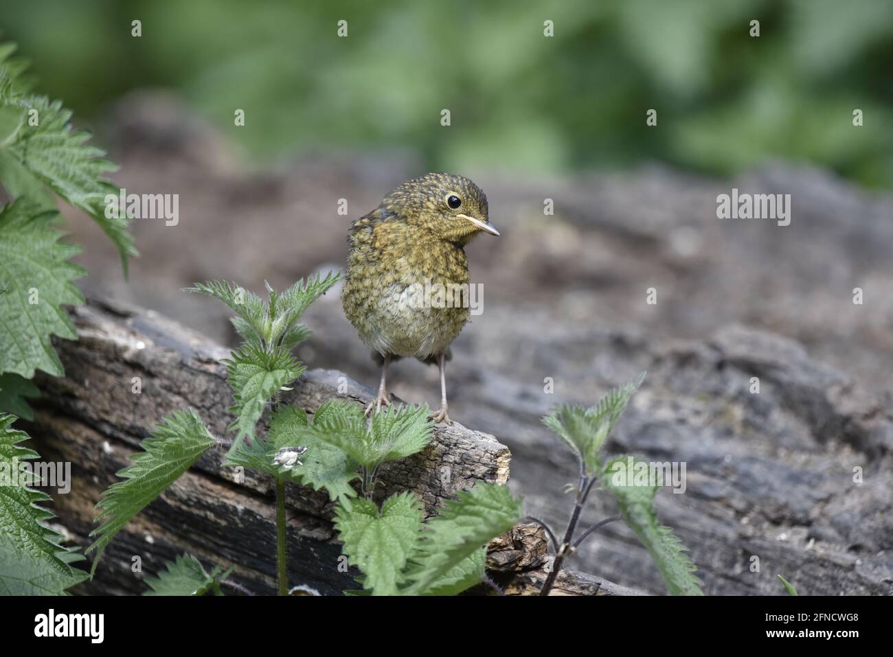 Juvenile European Robin (Erithacus rubecula) Close-Up Portrait Standing on a Tree Log Facing Camera in Spring in the UK Stock Photo