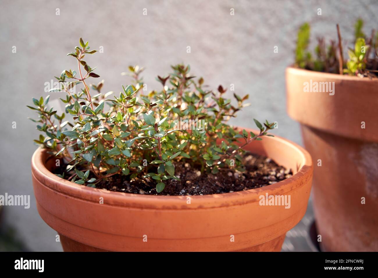 Fresh thyme plant growing in a flowerpot in spring Stock Photo Alamy