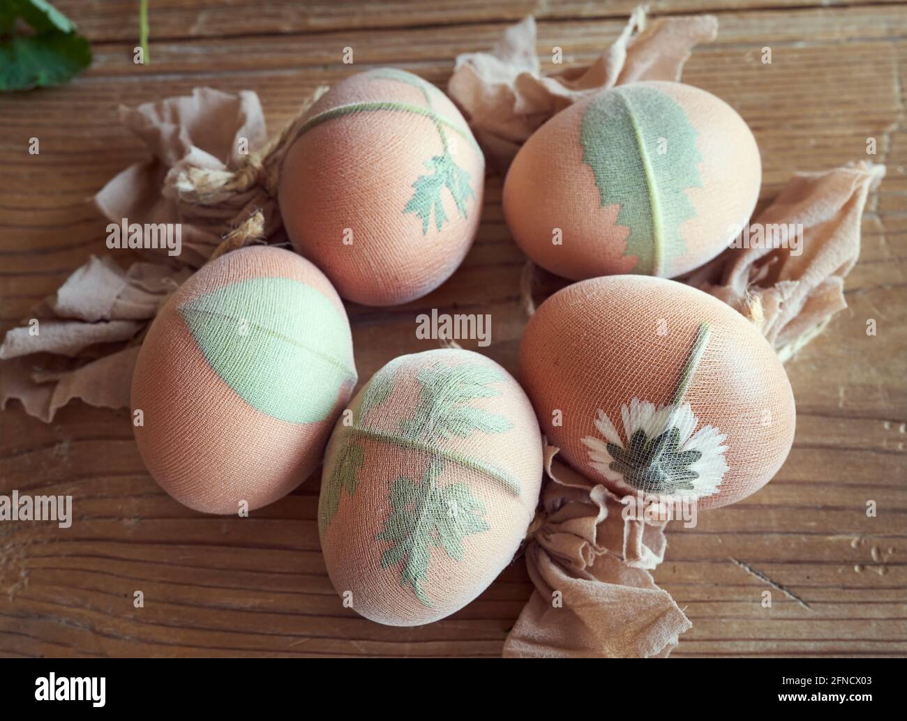 Dyeing Easter eggs with onion peels in spring - attaching fresh leaves with old stockings Stock Photo