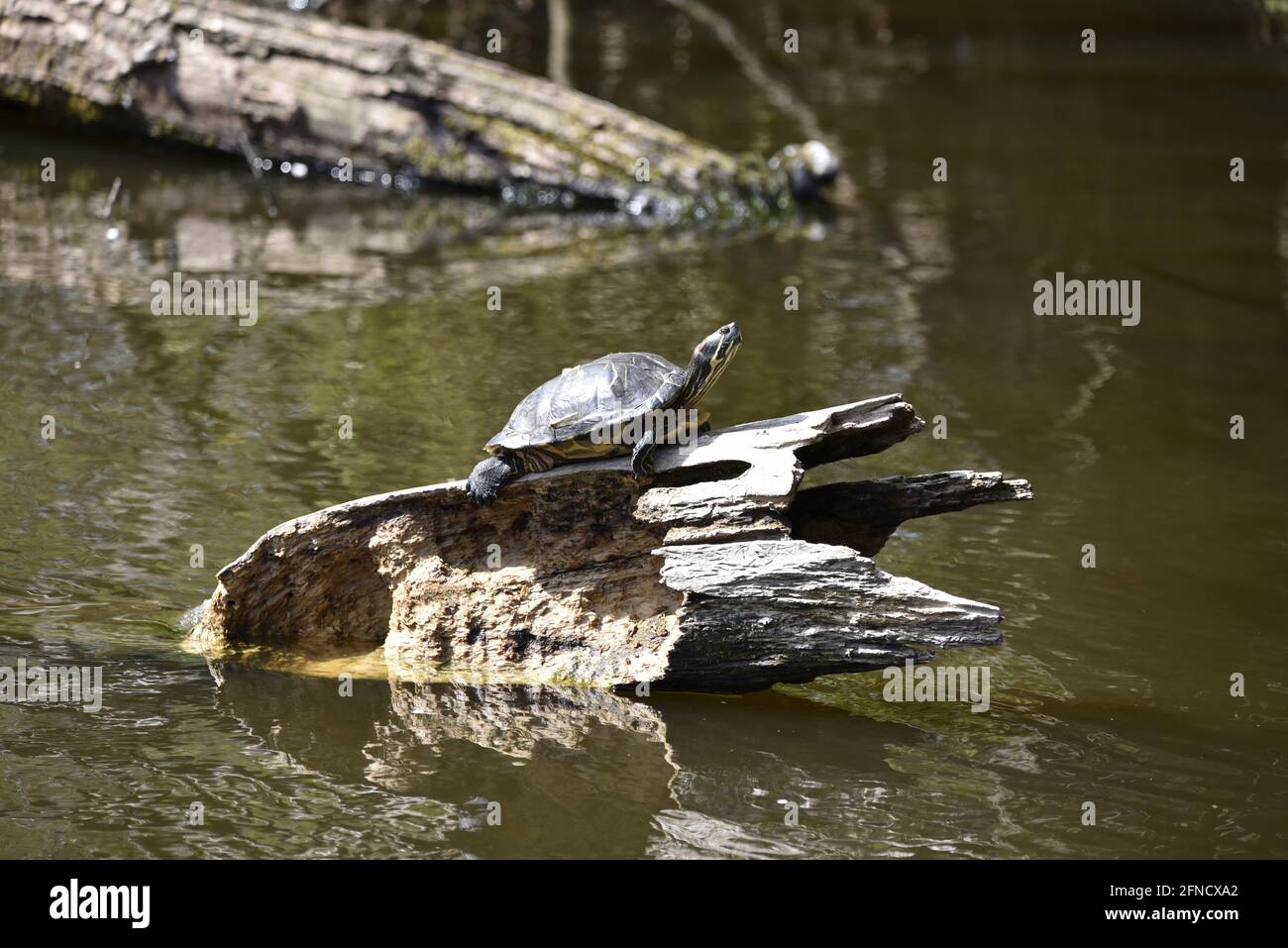 Terrapin Turtle (Malaclemys terrapia) On a Decaying Tree Log in the Middle of a Nature Reserve Lake in England in Spring Stock Photo
