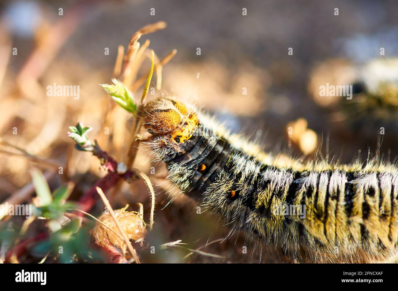 Closeup of a caterpillar of grass eggar (Lasiocampa trifolii) feeding in Ses Salines Natural Park (Formentera, Balearic Islands, Spain) Stock Photo