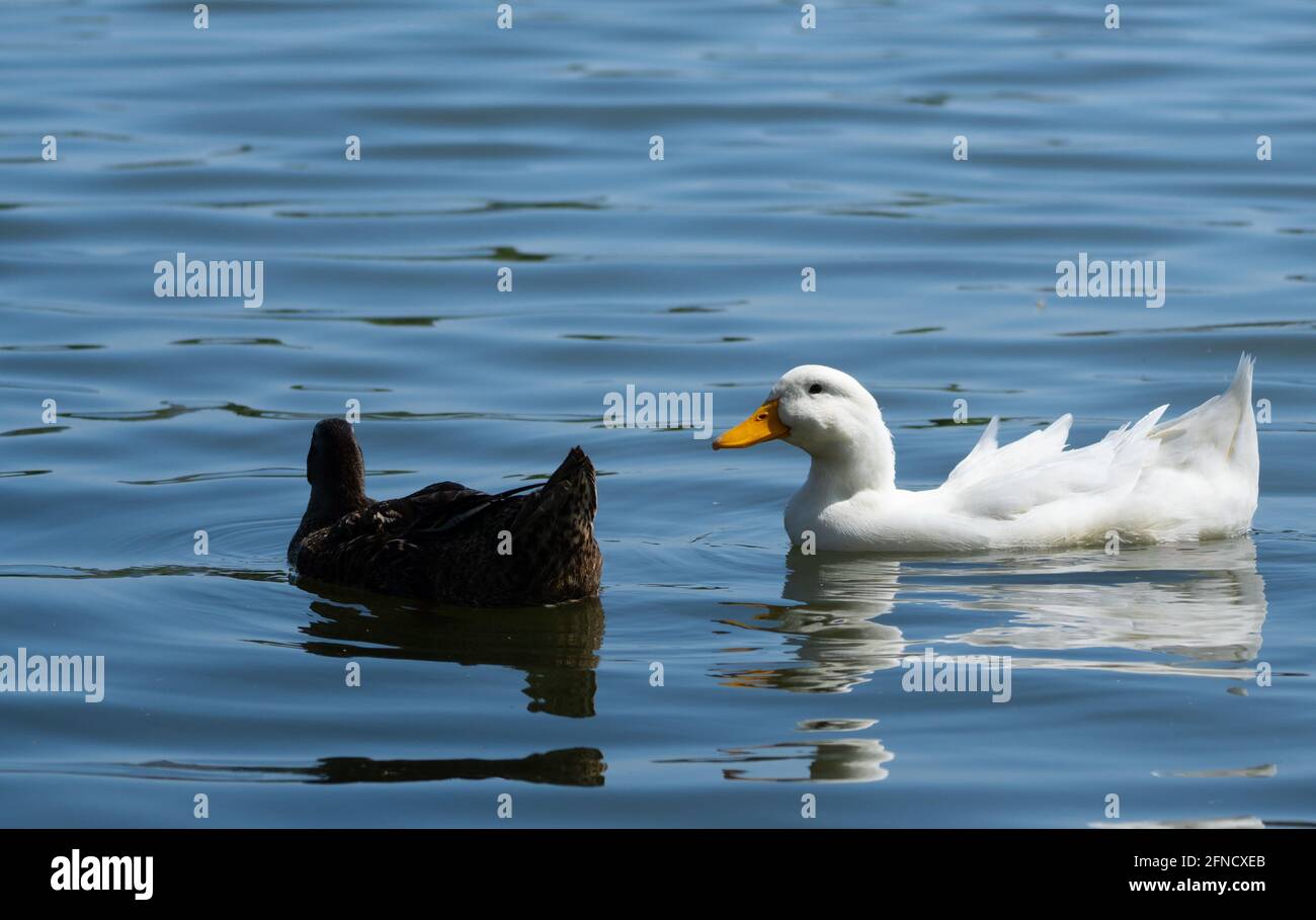 Two mallards -- one a domestic white duck or white pekin -- swim on Haskell Creek in Sepulveda Basin Wildlife Reserve, Woodley, California, USA Stock Photo