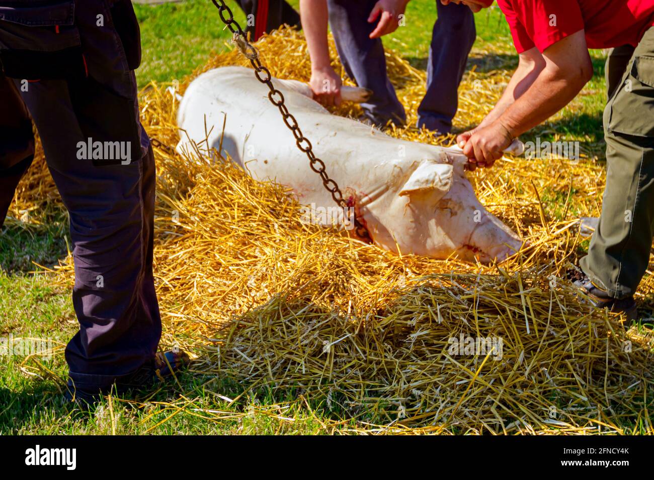 Teamwork of butchers hold slaughtered pig with chains and carry it to