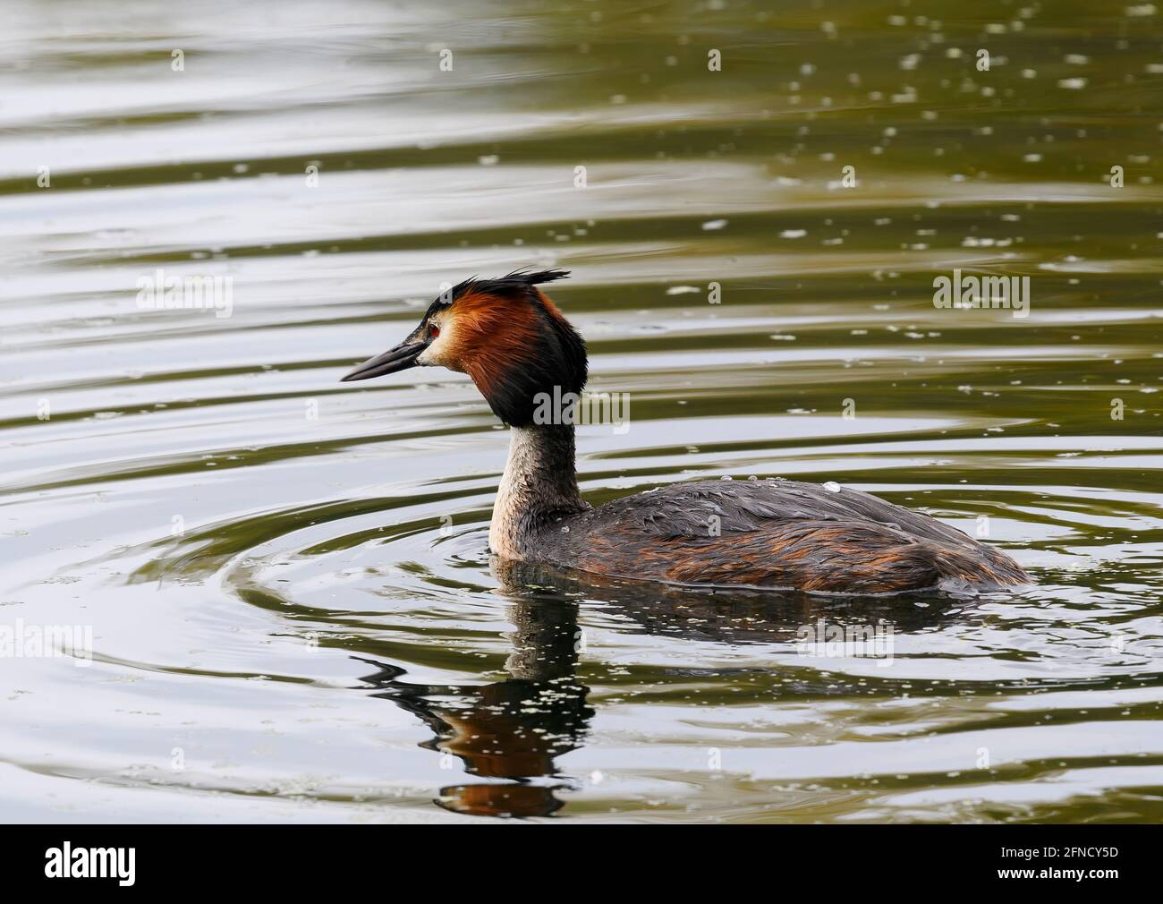 Solitary Great Crested Grebe (Podiceps cristatus), on a lake in Stanley Park, Blackpool, Lancashire, UK Stock Photo