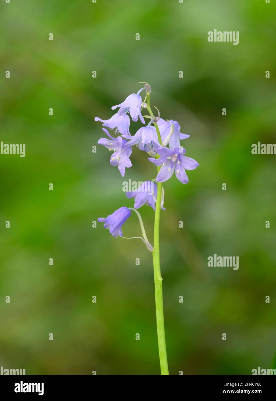 Solitary Bluebell (Hyacinthoides non-scripta) photographed against an out of focus foliage background Stock Photo