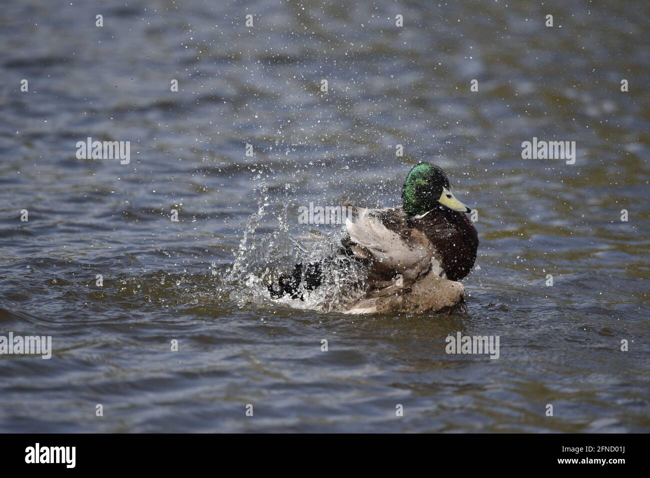 Male Mallard Duck (Anas platyrhynchos) in Right Profile, Splashing in a Nature Reserve Lake in the UK in Spring, Covered in Water Droplets and Spray Stock Photo