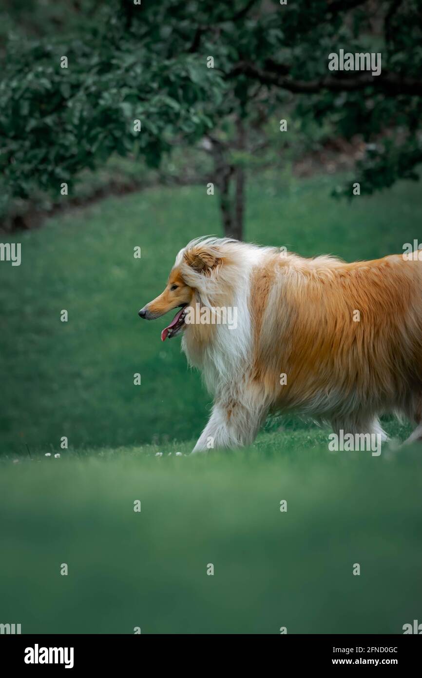 Photos of a lassie in nature Stock Photo