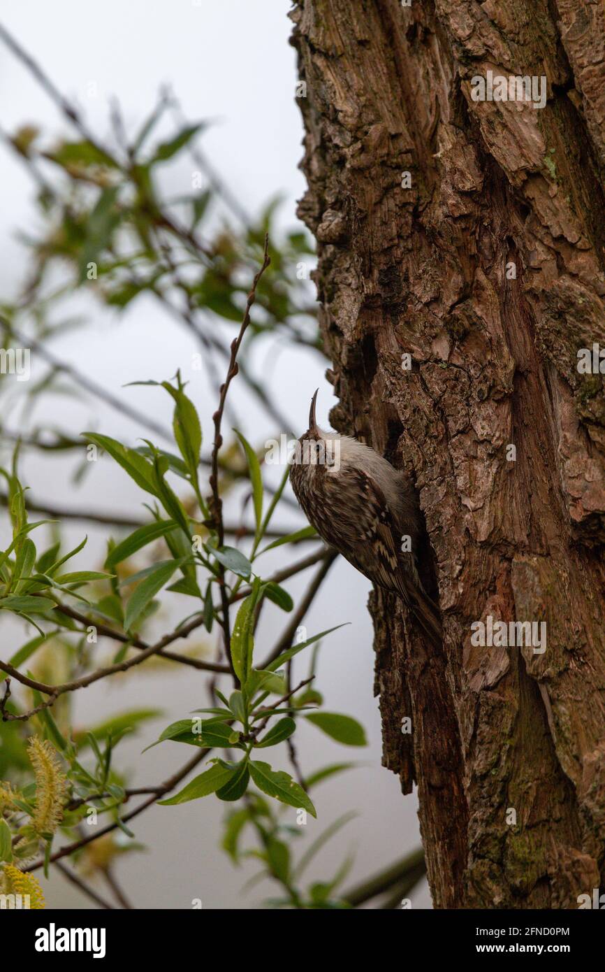 A vertical shot of a treecreeper on a tree with green leaves in the backgroun Stock Photo
