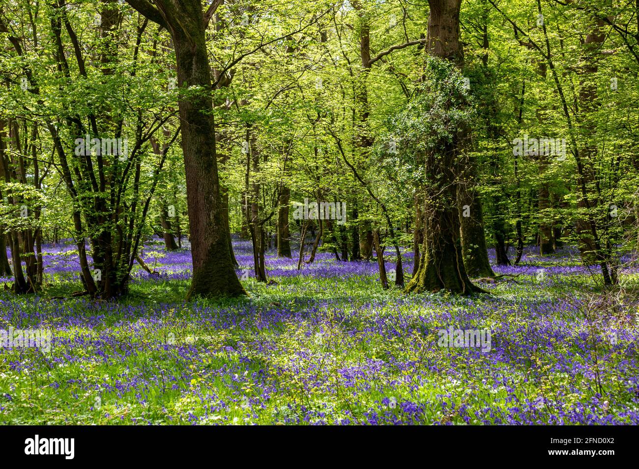 Morning light in a bluebell wood in Sussex Stock Photo