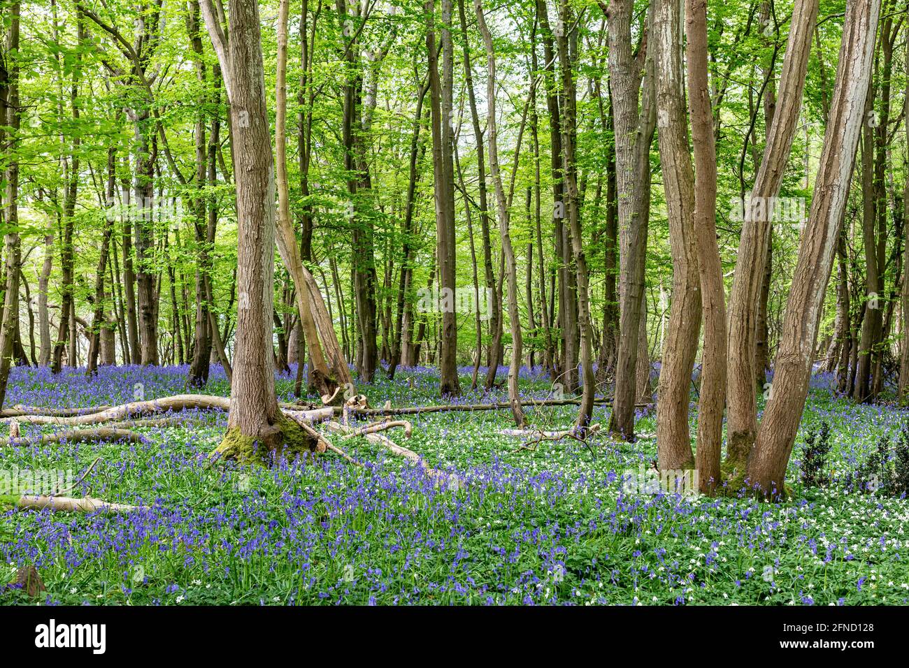 Wood Anemones and Bluebells in Sussex Woodland on a Spring Day Stock Photo