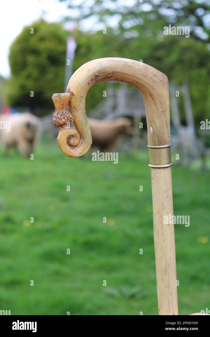 How Does A Shepherd Use A Crook