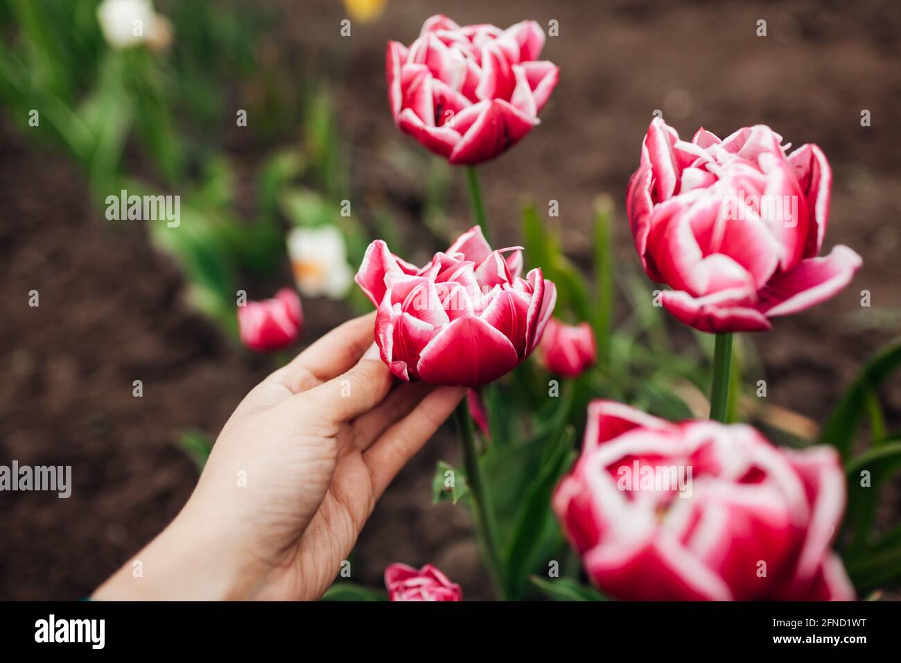 Gardener touch pink peony tulips with white edge growing in spring garden. Columbus variety. Flowers blooming outdoors in may Stock Photo