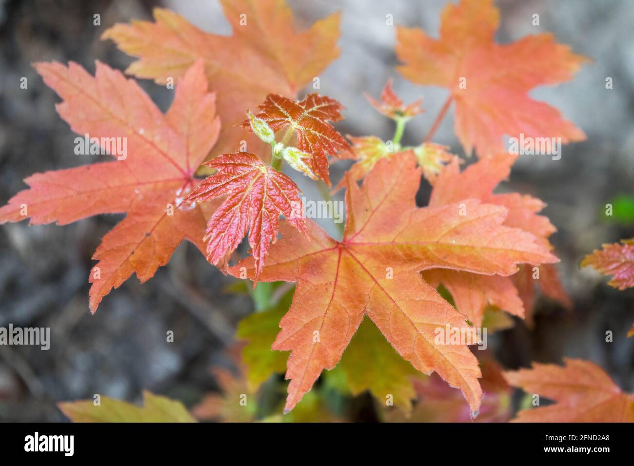 Acer saccharinum Leaves Silver Maple Stock Photo