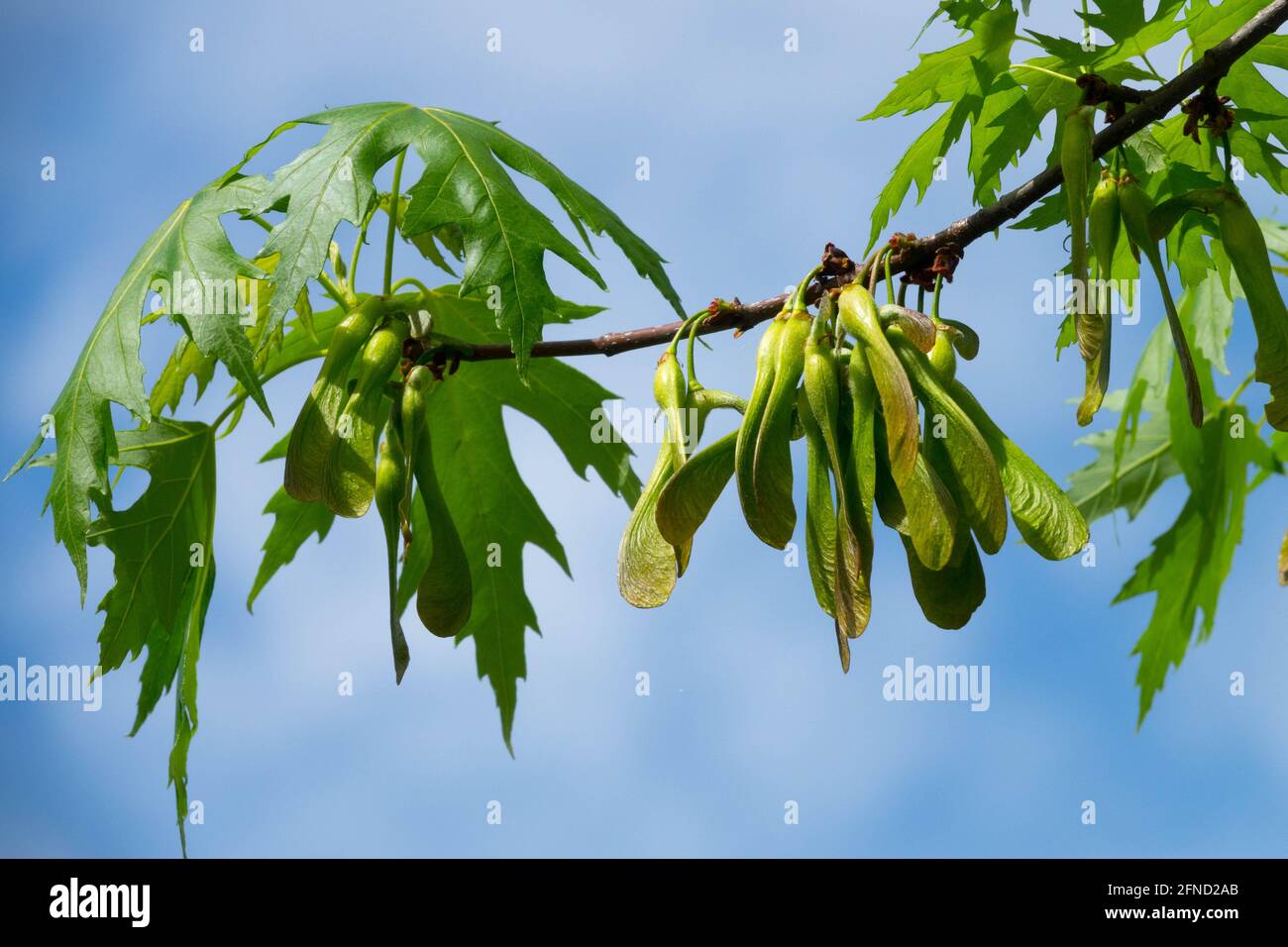 Acer saccharinum Leaves Silver Maple seeds samaras Stock Photo