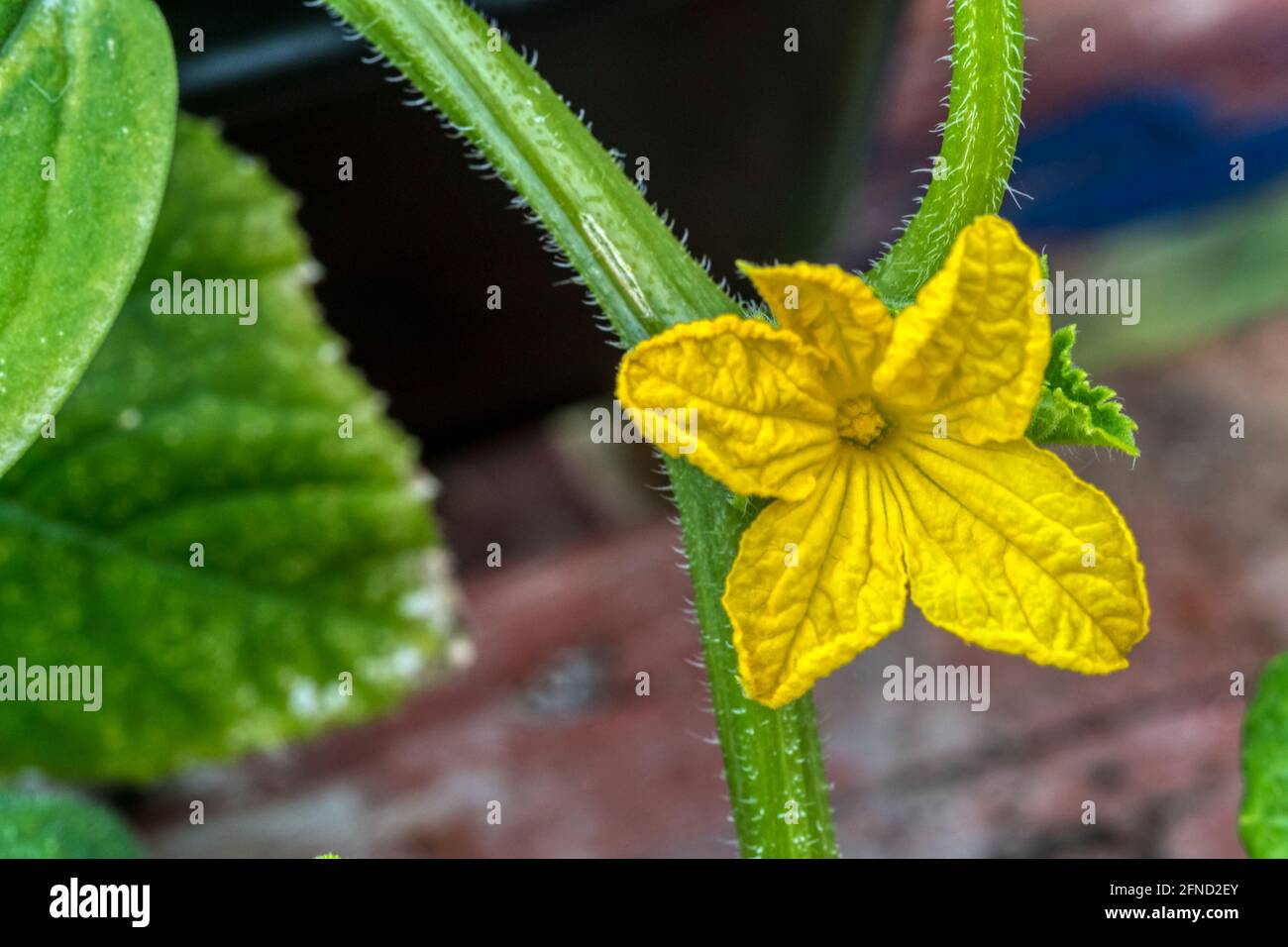 English cucumber cucumbers hi-res stock photography and images - Alamy