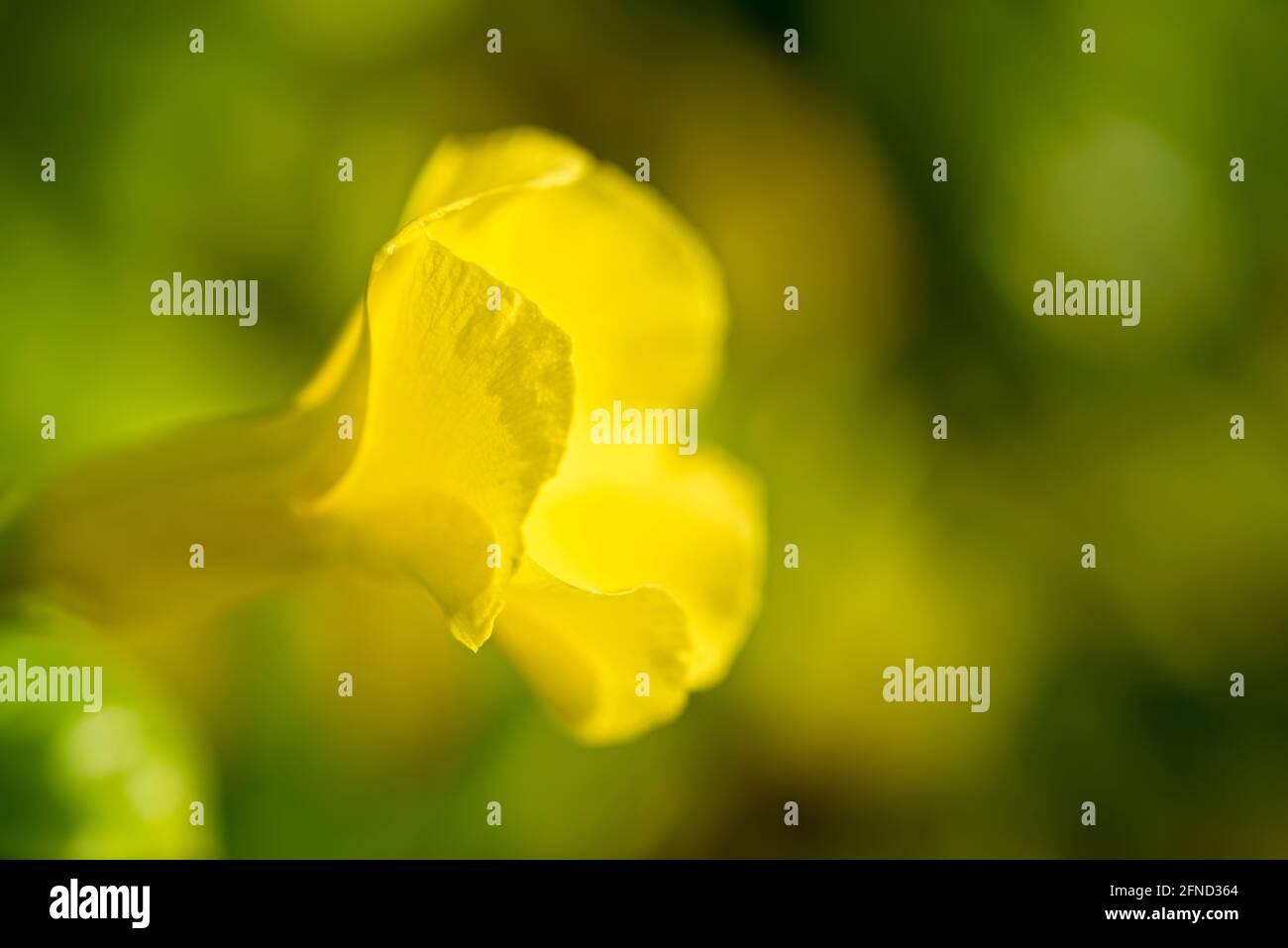 Close-up localized fire (Tecoma Stans), or yellow trumpet flower, a climbing plant that blooms in spring, a shrub native to the American continent. Stock Photo