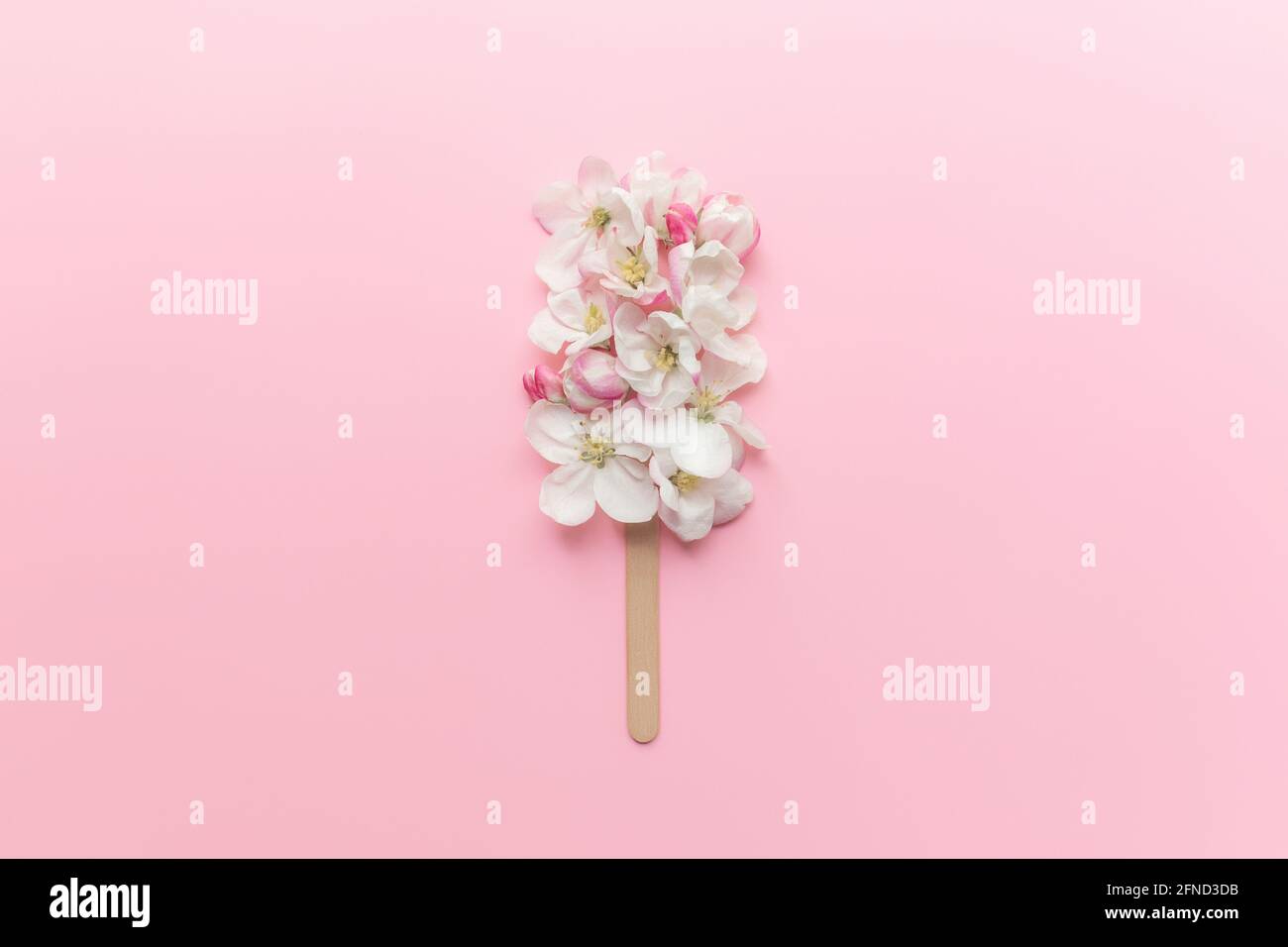 Flat lay on pink background with apple blossom ice cream lolly on a stick Stock Photo
