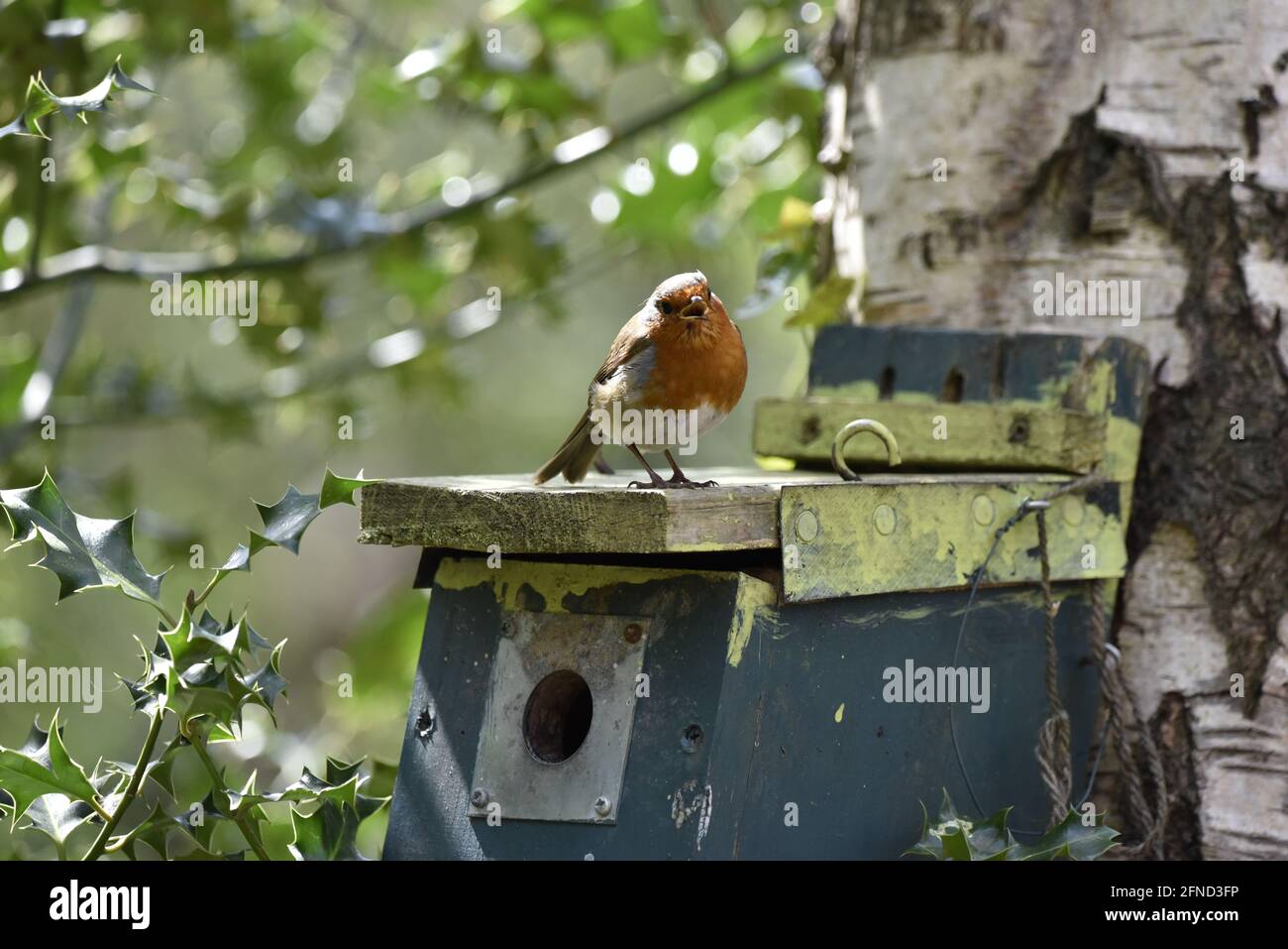 European Robin (Erithacus rubecula) Standing on the Roof of a Blue Painted Nest Box, Facing the Camera, on a Nature Reserve in Staffordshire, April Stock Photo