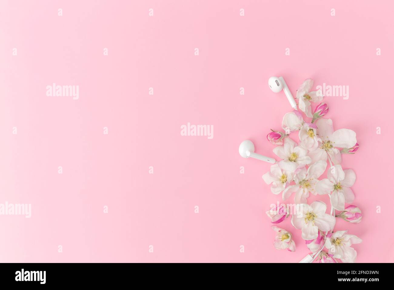 Flat lay on pink background with apple blossom ornament and earphones Stock Photo
