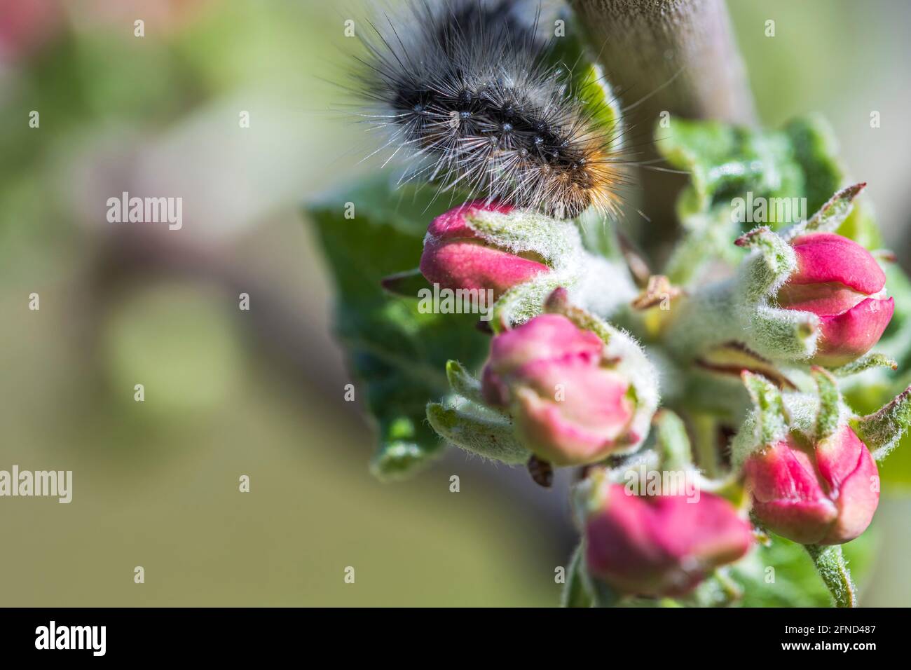 Caterpillar On Branch High Resolution Stock Photography and Images - Alamy